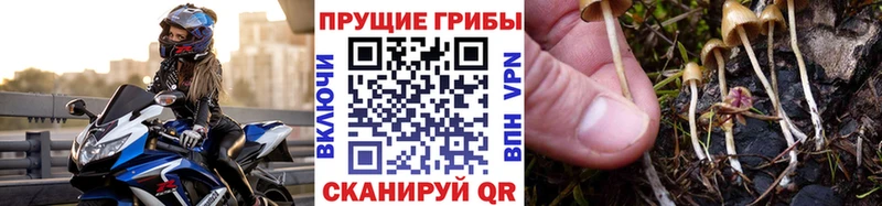 Псилоцибиновые грибы Psilocybe Катав-Ивановск